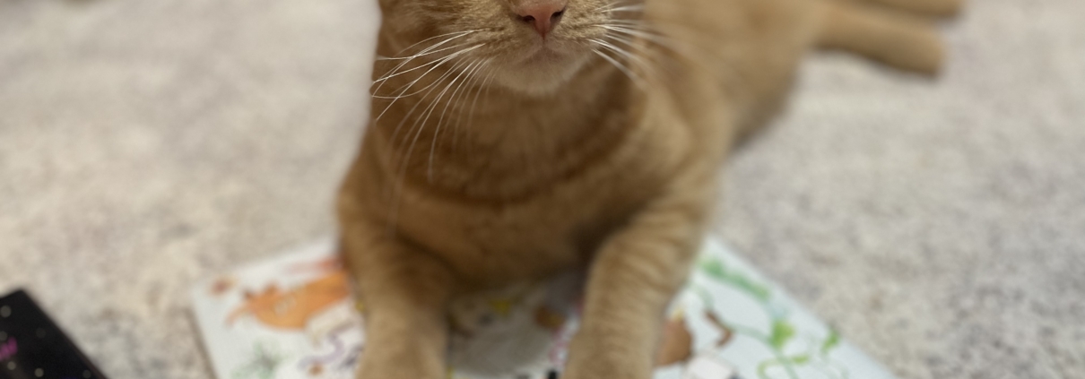 My cute cat Glyph, an adorable orange tabby, lying across the book Aaron Slater Illustrator